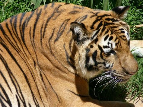 17 Best images about TIGRE DE BENGALA  Bangladesh, India ...