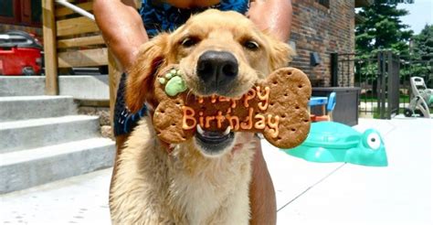 17 Cute And Funny Photos Of Animals Celebrating Birthdays
