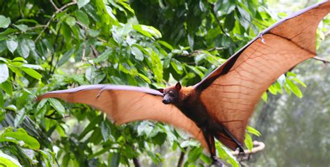 17 FUN Facts About Bats You Can t Resist!  2022    Bird Watching HQ