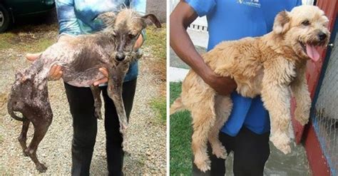 17 imágenes del antes y después de perros abandonados