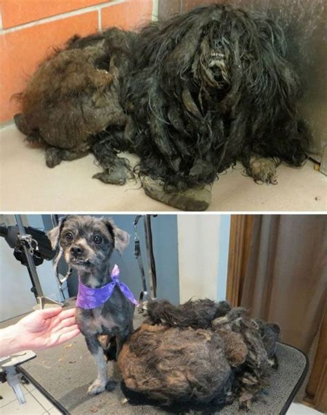 17 imágenes del antes y después de perros que fueron rescatados | Blog ...