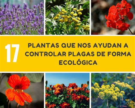 17 plantas que nos ayudan a controlar plagas de forma ...