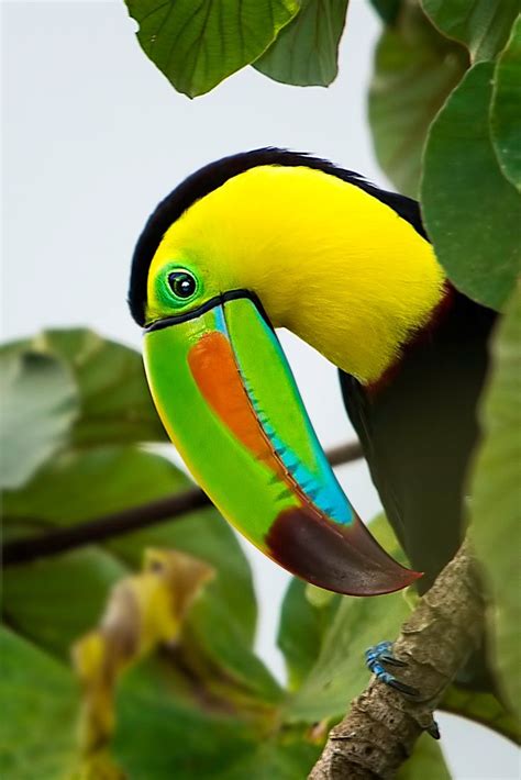 173 best Oiseaux Toucan et Calao images on Pinterest ...