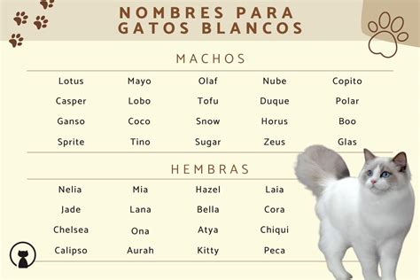 175 Nombres para gatos blancos machos   Bonitos y con significado