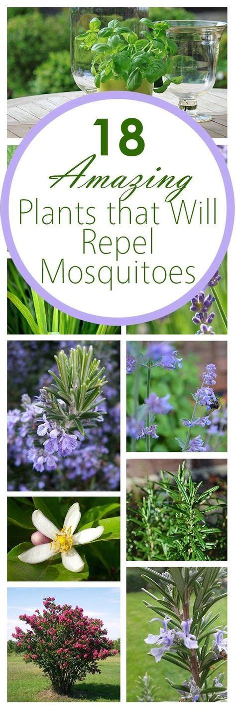 18 Amazing Plants That Will Repel Mosquitos  With images ...