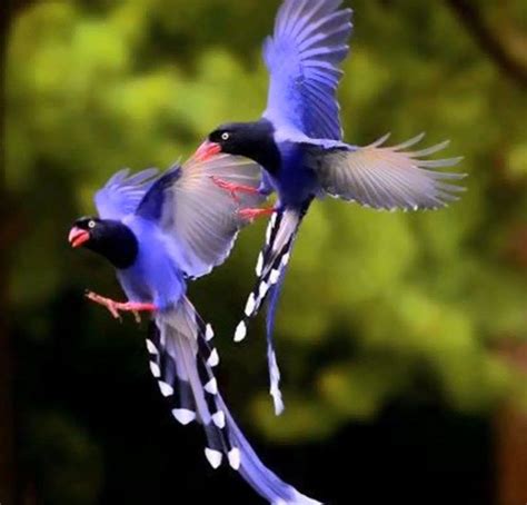 18 best BELLAS AVES images on Pinterest | Beautiful birds ...