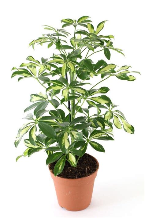 18 Best Large Indoor Plants for Home | plant decor ...