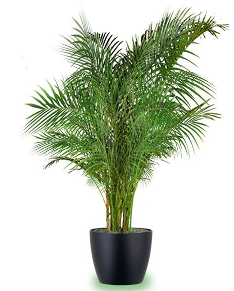 18 Best Large Indoor Plants | Tall Houseplants for Home ...