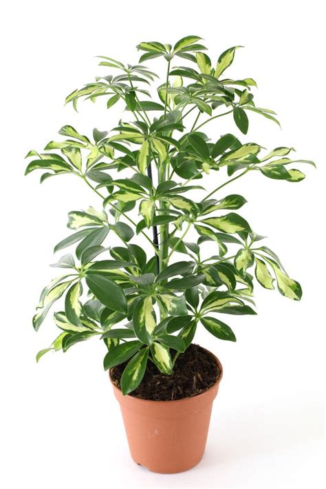 18 Best Large Indoor Plants | Tall Houseplants for Home ...