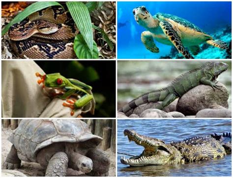 18. El fascinante mundo de los vertebrados: Analizamos los Reptiles ...