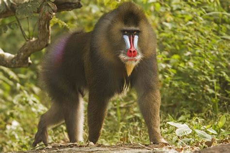 18 Extraordinary Types of Monkeys
