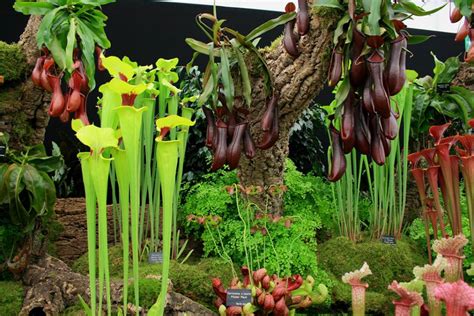 18 Insane Facts About Carnivorous Plants | Epic Gardening