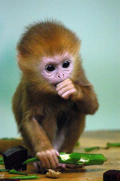 18 Most Innocent and Cute Baby Monkeys #12 Steal My Heart ...