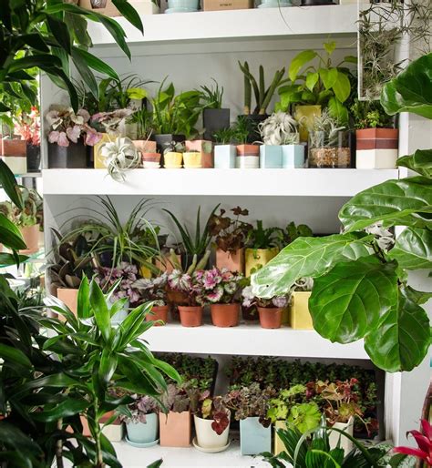 18 Of The Best Places To Buy Houseplants Online