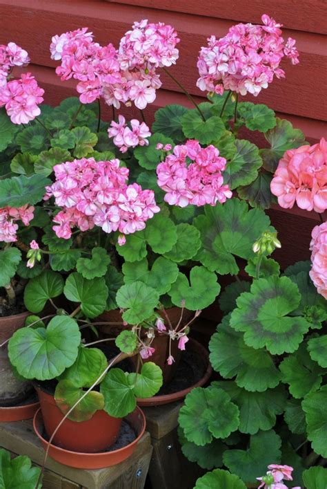 18 Plantas de flores para tu jardín