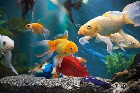 18 Popular Types of Aquarium Fish
