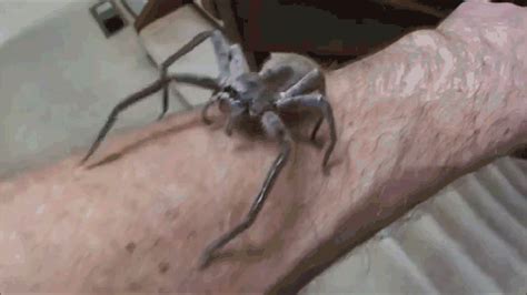 18 Reasons The Huntsman Spider Is Your New Best Friend