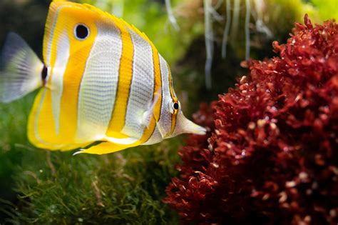 18 Saltwater Aquarium Fish for Beginners | TheGearHunt