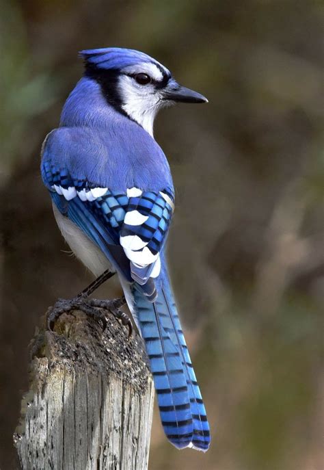 18 Top Blue Jay Bird Pictures | Blue jay bird, Birds ...
