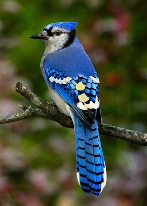 18 Top Blue Jay Bird Pictures   Meowlogy