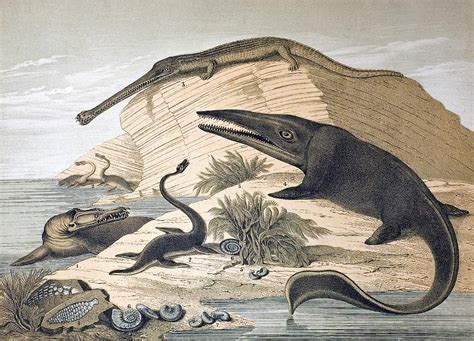 1862 British Prehistoric Marine Reptiles Photograph by Paul D Stewart