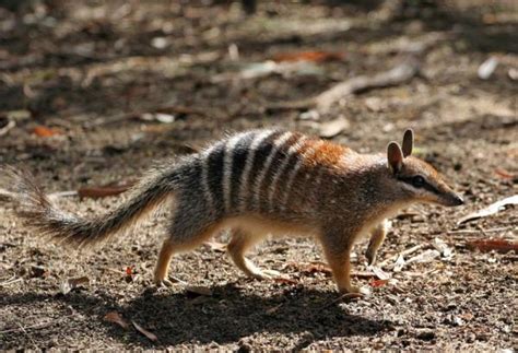 19 animales en peligro de extinción en Australia   Nombres y fotos