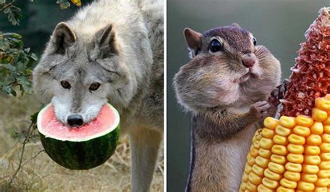 19 animales que se ven adorablemente graciosos mientras ...