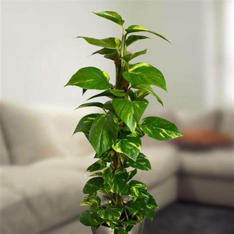19 Best Houseplants You Can Grow without Care | Ornamental ...