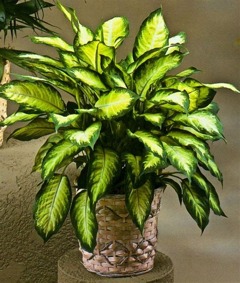 19 Best Houseplants You Can Grow without Care | Pinterest ...