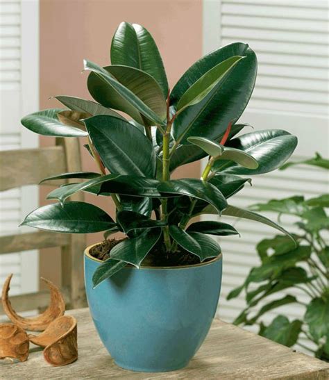 19 Best Houseplants You Can Grow without Care | Plantas de ...