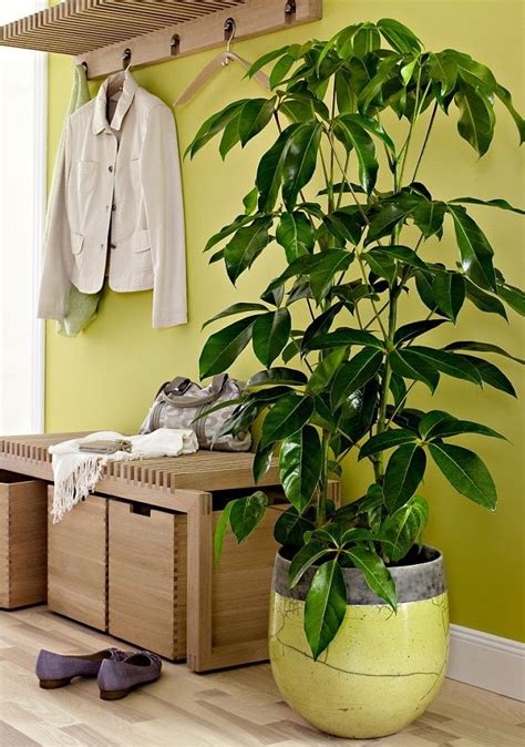 19 Best Houseplants You Can Grow without Care | Umbrella ...