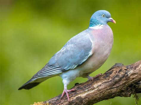19 common British birds in your garden | lovethegarden