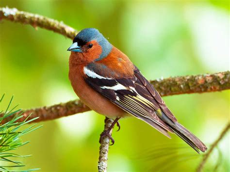 19 common British birds in your garden | lovethegarden