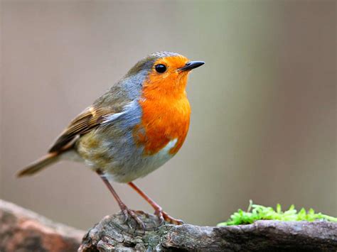 19 common British birds in your garden | lovethegarden
