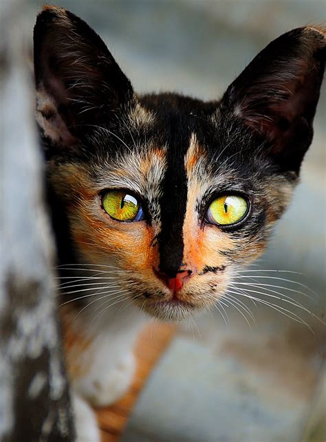 19 Gatos más bellos de todo el mundo