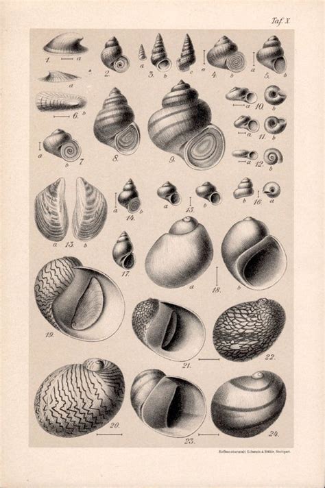 1909 Snail Shells Chart, Snails Print, Aquatic Gastropod ...