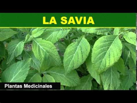 191 La Savia Plantas Medicinales   YouTube