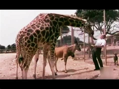 1979 nuevos animales en el Safari Park El Rincón  Madrid ...