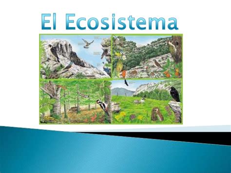 2.1 El ecosistema