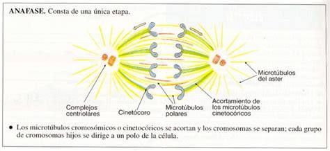 2.4.2. Mitosis: etapas y significado biológico de la mitosis.