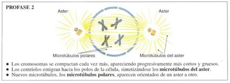 2.4.2. Mitosis: etapas y significado biológico de la mitosis.