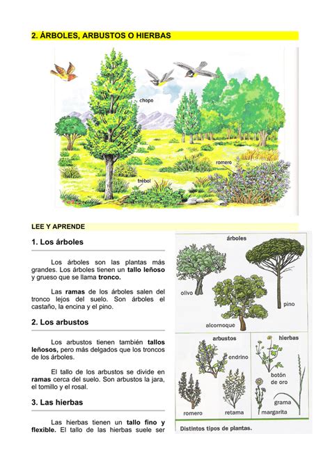 2. ÁRBOLES, ARBUSTOS O HIERBAS 1. Los árboles 2. Los