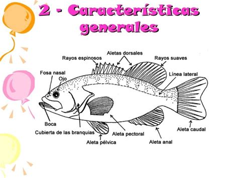 2 Características generales | Peixos i el mar ...