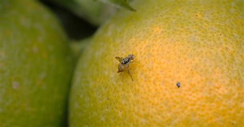 2 Dicas infalíveis de como eliminar mosca da fruta