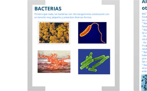 2 Ejemplos De Bacterias Que Benefician Al Ser Humano   Estos Beneficios