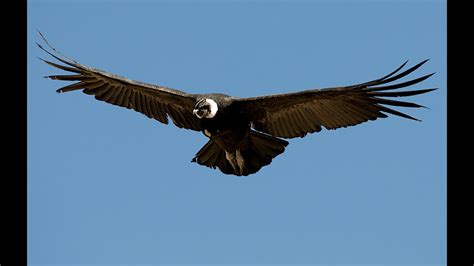2 El Cóndor, el ave voladora más grande del Mundo, en el ...