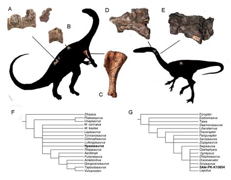 2. Material of Nyasasaurus parringtoni  NHMUK PV R6856: A ...