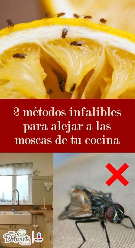 2 métodos infalibles para alejar a las moscas de tu cocina | Cocinas ...