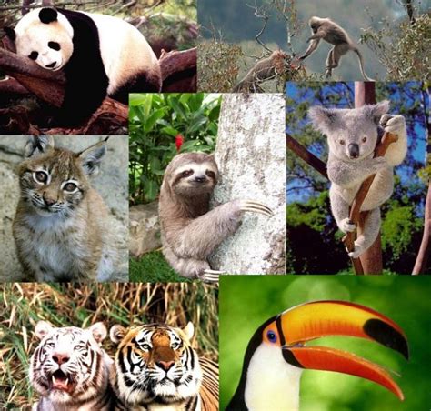 2 PQPI MALVARROSA: Animales en Peligro de Extincion en Todo el Mundo