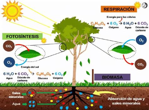 2. Proceso de fotosíntesis y respiración en las plantas ...